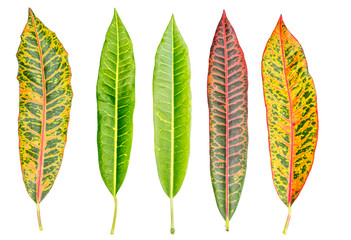 croton leaf on white background © somesense