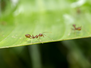 Red ant on green leaf