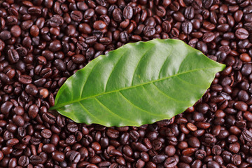 coffee beans and red ripe coffee