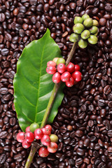 coffee beans and red ripe coffee