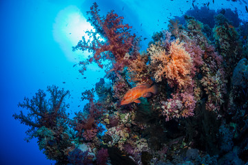 Fototapeta na wymiar A grouper watches warily on the reef, St John's, Red Sea, Egypt