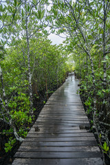 The wooden bridge along with the Golden Prong (Ceriops Tagal) in the Prasae area in Rayong, Thailand