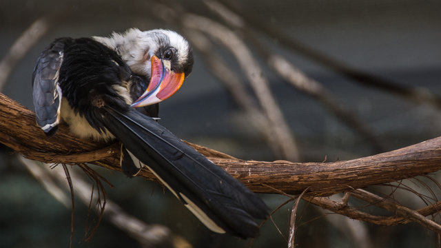 Hornbill
