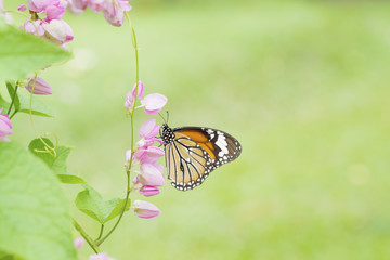 butterfly on pink flower vine plant