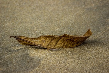 Leaf -Image copyright Ann Bagnall 2016 All Rights Reserved