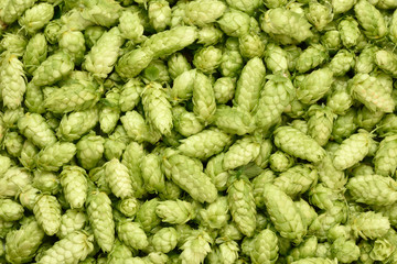 Hops background.