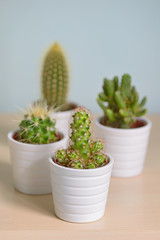 Different  cactus in pots