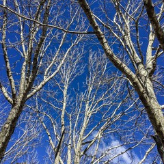 Trees - Image copyright Ann Bagnall 2016 All rights reserved