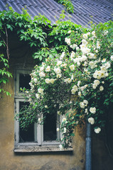 old house and blooming wild roses