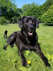 Lab in Grass