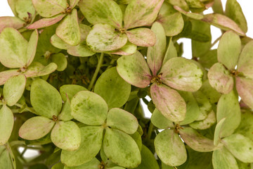 Fototapeta premium Background from flowers of hydrangea close-up