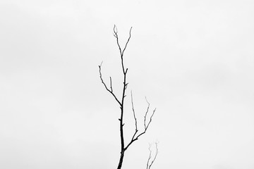 Branch of dead tree isolated on white background