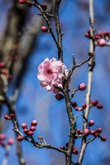 Cherry Blossom - Image copyright Ann Bagnall 2016 all rights reserved