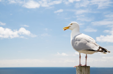 Fototapeta premium seagull nad morze i błękitne niebo