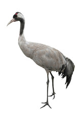 crane