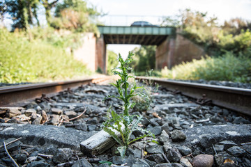 Schienenverkehr und Pflanze