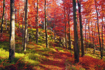 Fototapety  Złote kolory jesieni