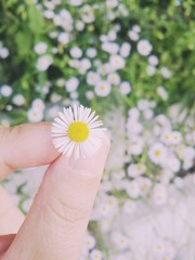 계란후라이를 닮은 개망초