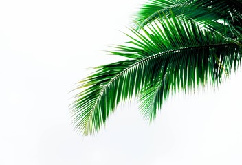 palm coconut leaves on white background