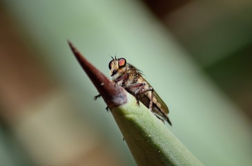 Robber fly on the tip of agave plant
