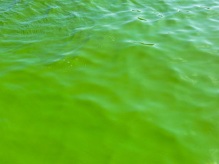 Green algae pollution on a river Dnieper