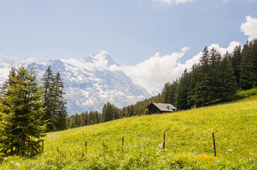 Grindelwald, First, Berner Oberland, Eiger, Mönch, Jungfrau, Wanderweg, Waldspitz, Alm,...