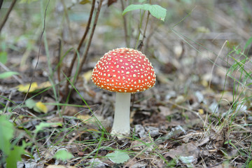 Amanita muscaria