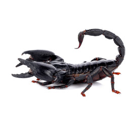 Emperor Scorpion ( Pandinus imperator) on white background