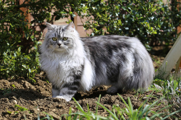 Naklejka na ściany i meble Grey Persian Ragdoll kitten playing in the garden