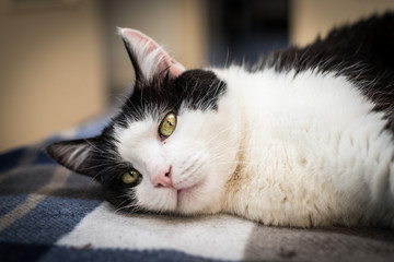 Cat's life