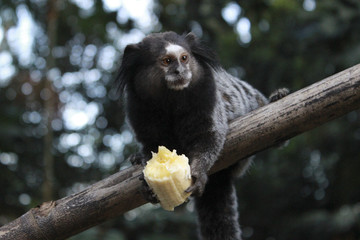 monkey eating banana