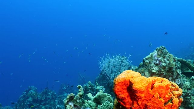 Unterwasser - Riff - Koralle  - Schwamm - Taucher - Tauchen - Curacao - Karibik - 4K