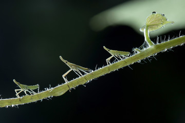 Lanternflies in Southeast Asia.