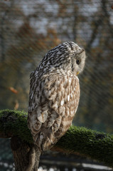 Owl sitting on tree branch