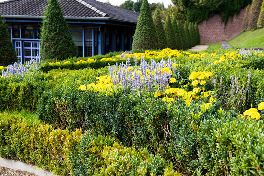 field of yellow and purple flowes in public park