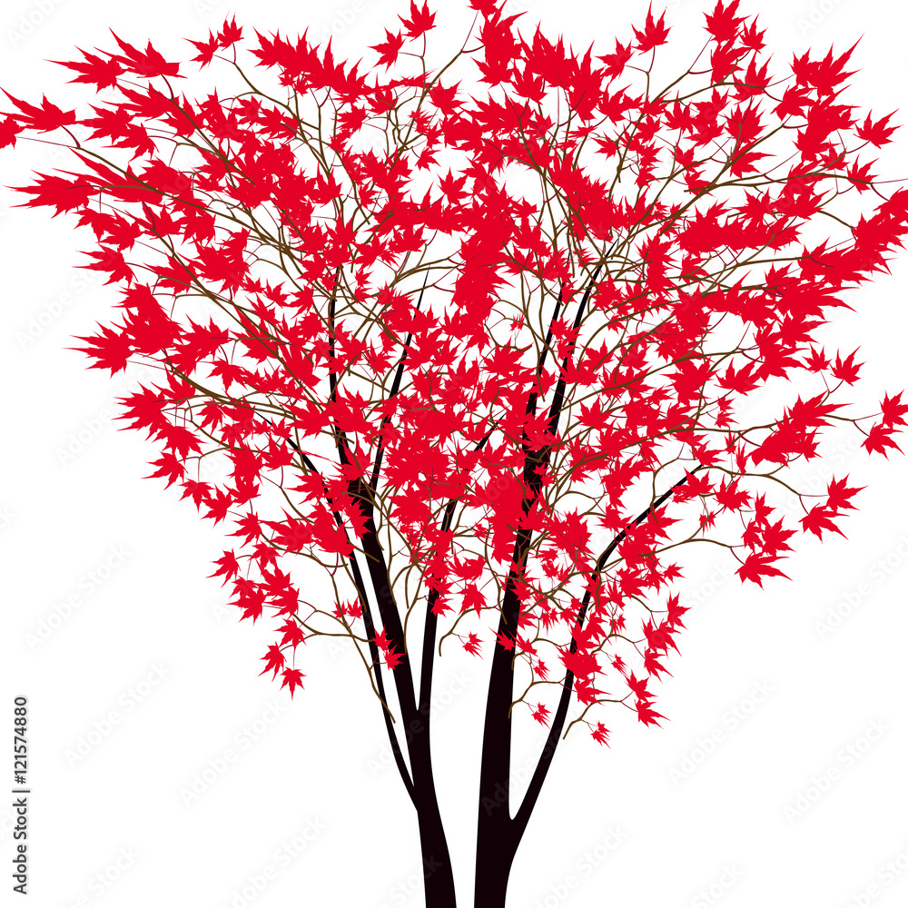 Wall mural card with autumn maple tree. red maple trees in the middle. japanese red maple.