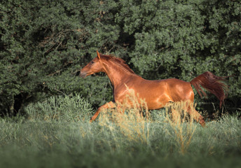 Fototapeta na wymiar red horse runs on the green grass on the forest background