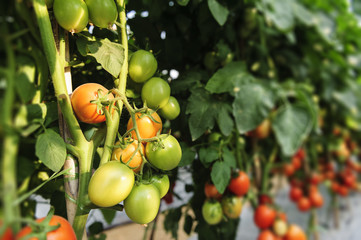 Tomato cultivation asia style.