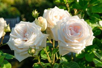 Rosen im Morgentau