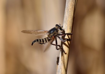 Great Robber fly perched on cane stalk
