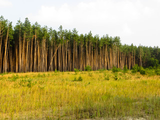 Fototapeta premium Pine forest on summer