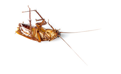 cockroach on white background