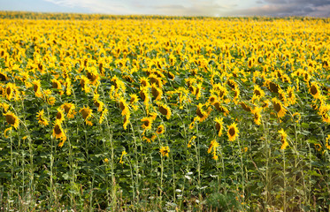 field of blooming sunflowers on a background sunset