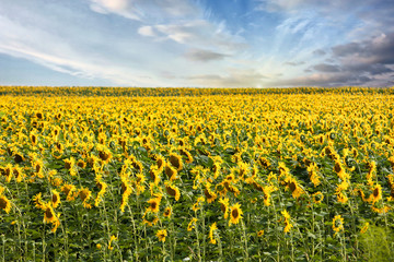 field of blooming sunflowers on a background sunset