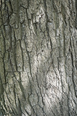 Tree Bark Texture. Gray Rough Wood Surface.