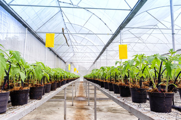 Tomato cultivation : Cultured seedlings morning time