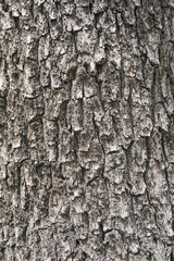 Tree Bark Texture. Gray Rough Wood Surface.