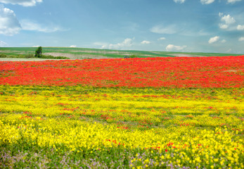 Poppies on a field with beautiful sky