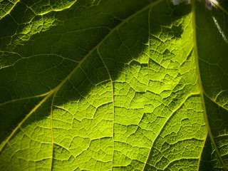single leaf, lighted from the sun