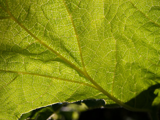 single leaf, backlighted from the sun